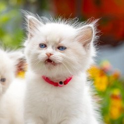 Ragdoll NOV Markiza