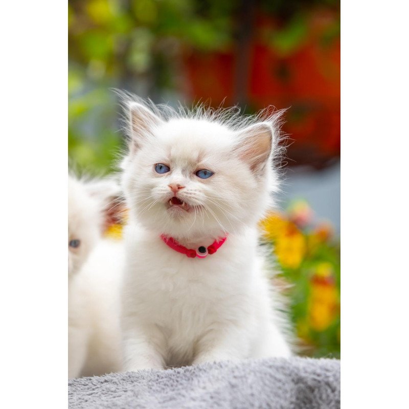 Ragdoll NOV Markiza