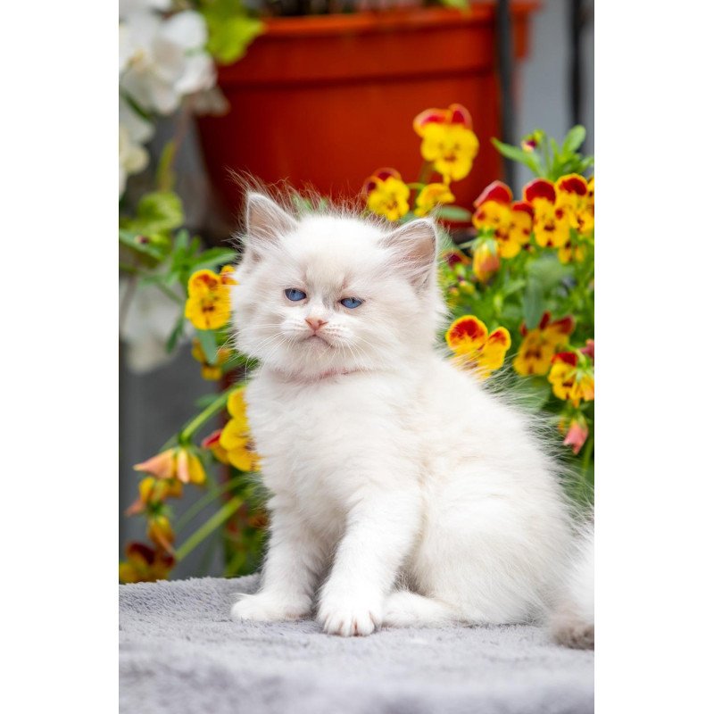 Ragdoll NOV Markiza