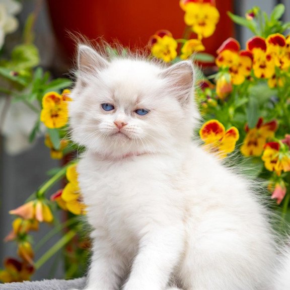 Ragdoll NOV Markiza
