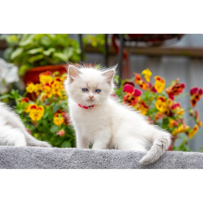 Ragdoll NOV Markiza