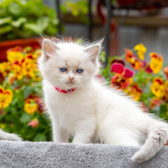 Ragdoll NOV Markiza