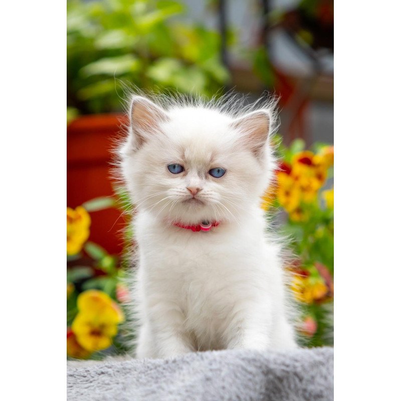 Ragdoll NOV Markiza