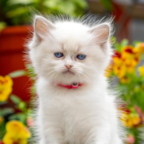 Ragdoll NOV Markiza