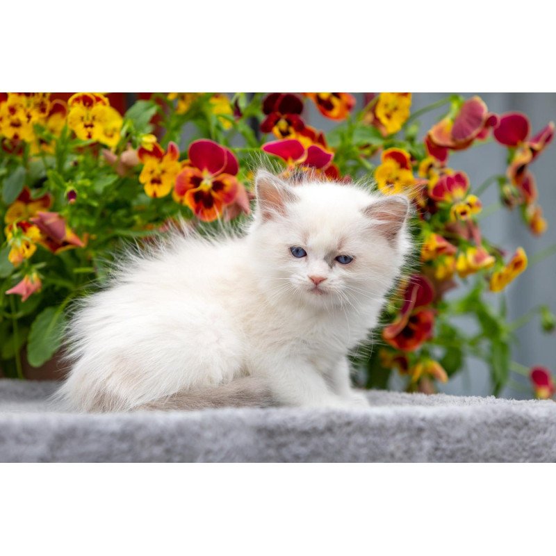 Ragdoll NOV Morris