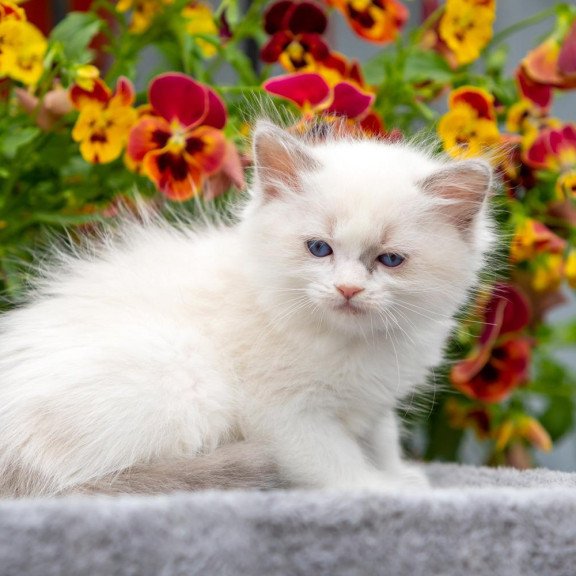 Ragdoll NOV Morris