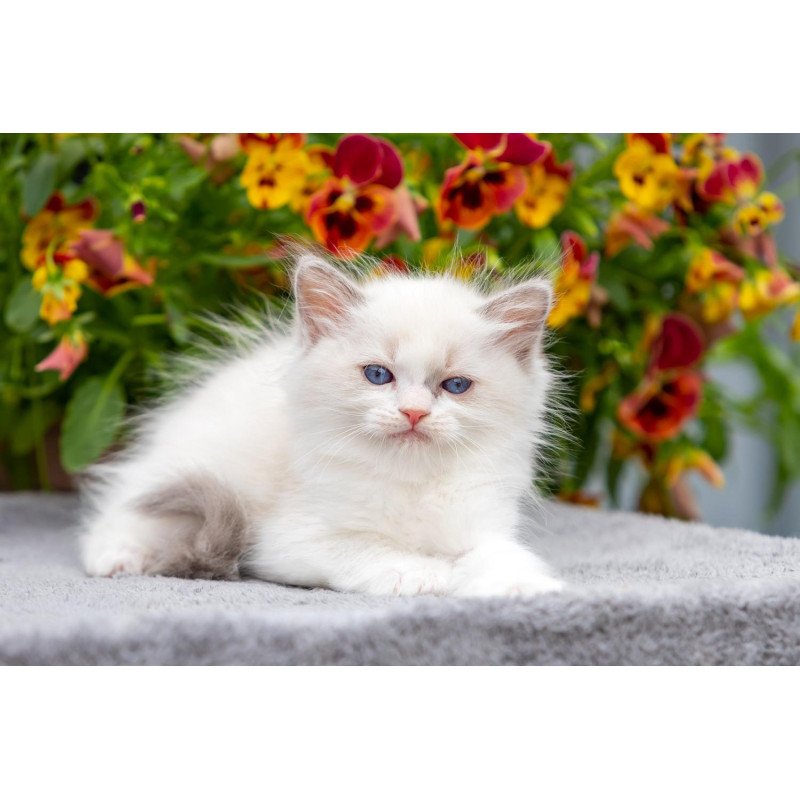 Ragdoll NOV Morris