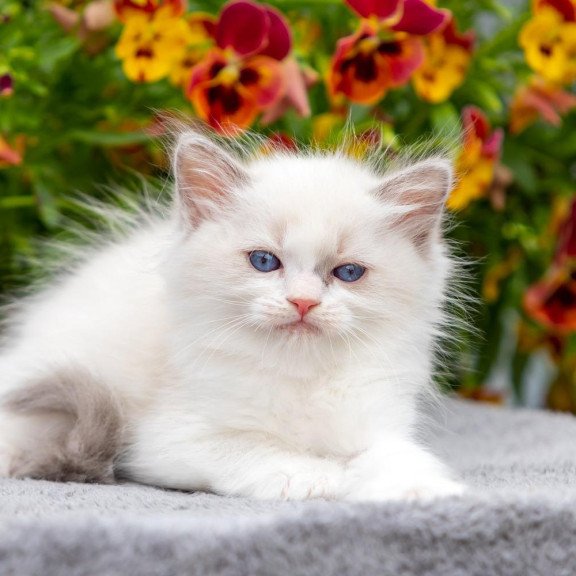Ragdoll NOV Morris