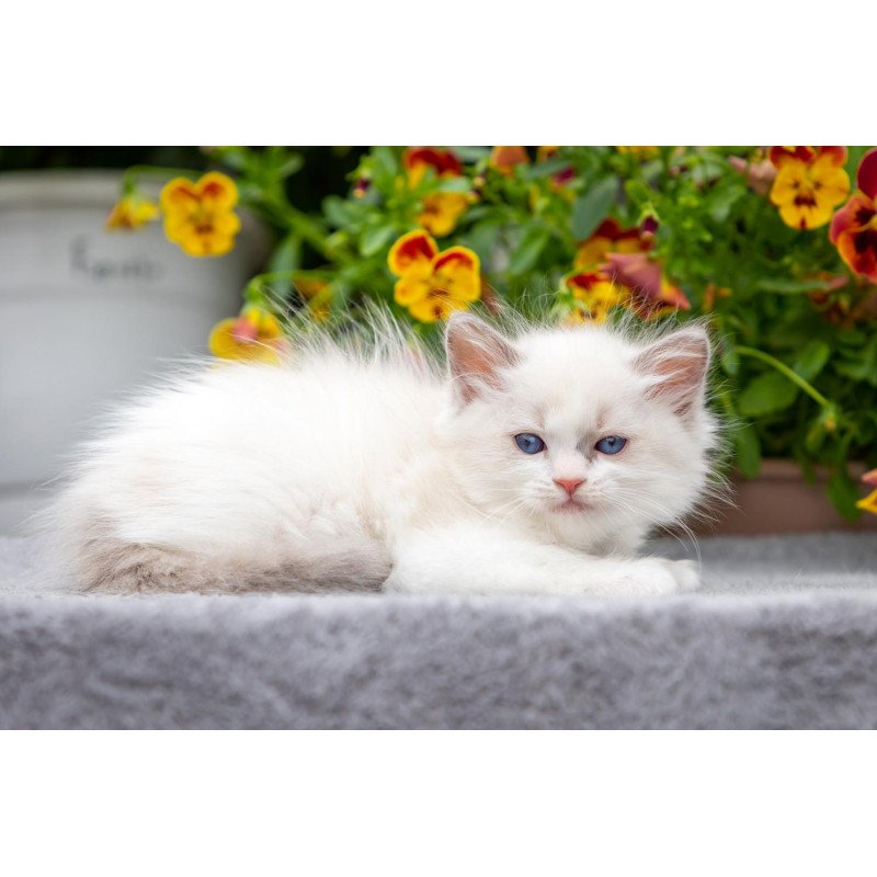Ragdoll NOV Morris