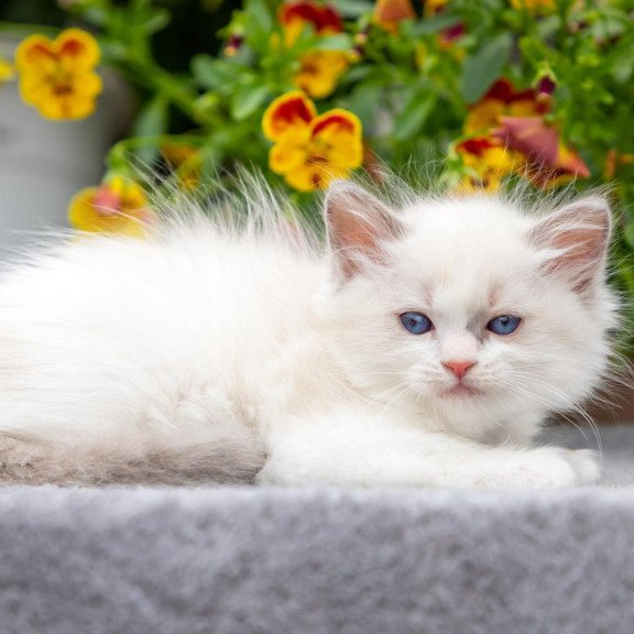 Ragdoll NOV Morris