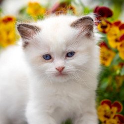 Ragdoll NOV Naomi