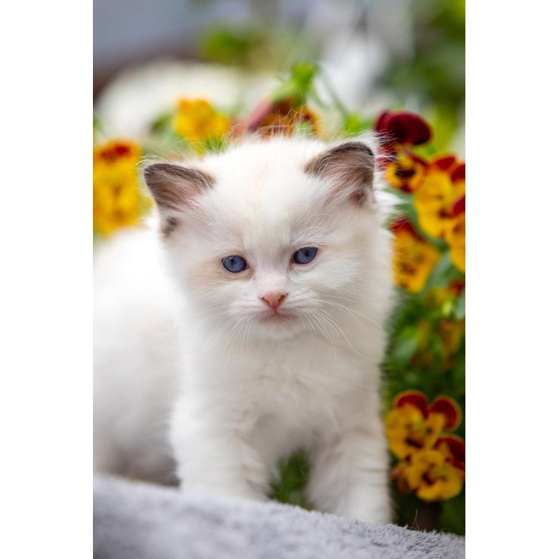 Ragdoll NOV Naomi