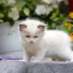 Ragdoll NOV Naomi