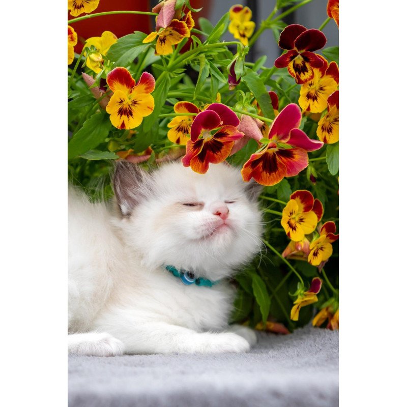 Ragdoll NOV Naomi