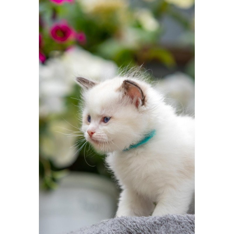 Ragdoll NOV Naomi