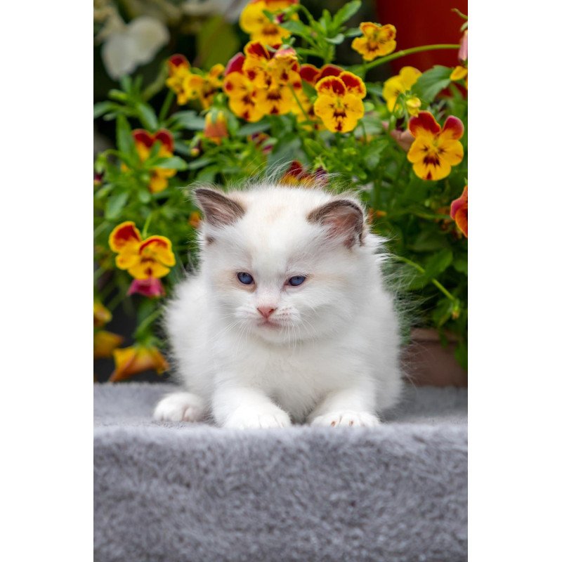 Ragdoll NOV Naomi