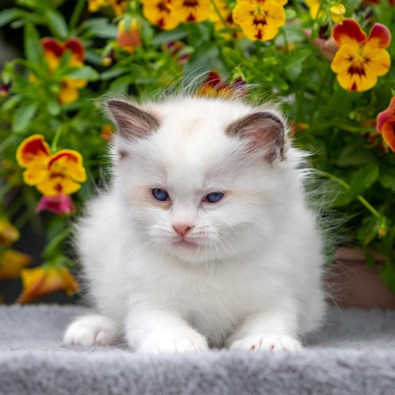 Ragdoll NOV Naomi