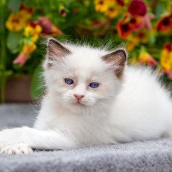 Ragdoll NOV Newton