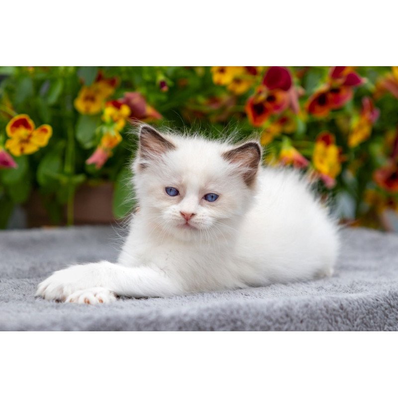 Ragdoll NOV Newton