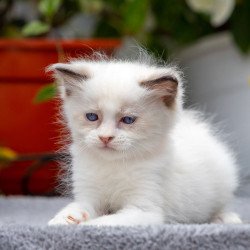 Ragdoll NOV Newton