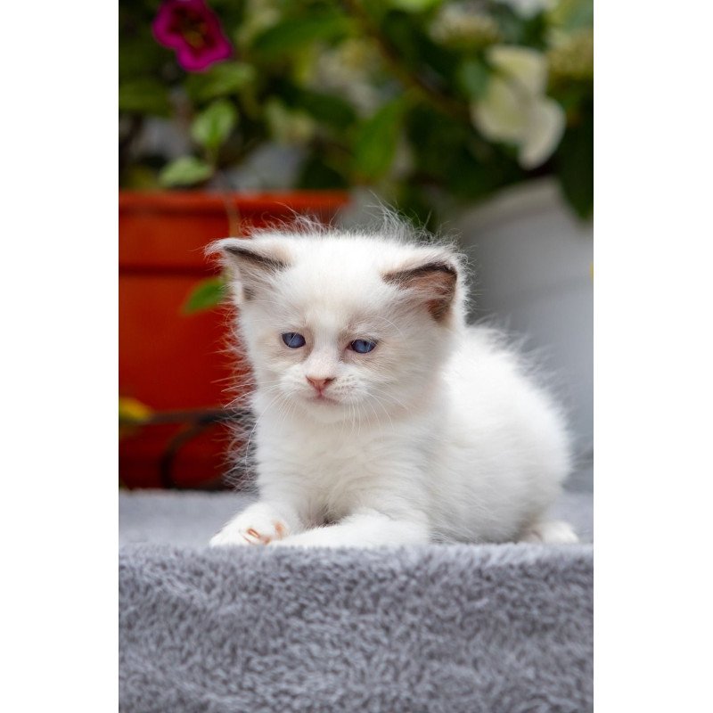 Ragdoll NOV Newton