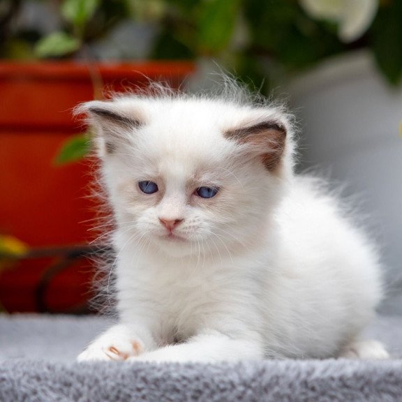 Ragdoll NOV Newton