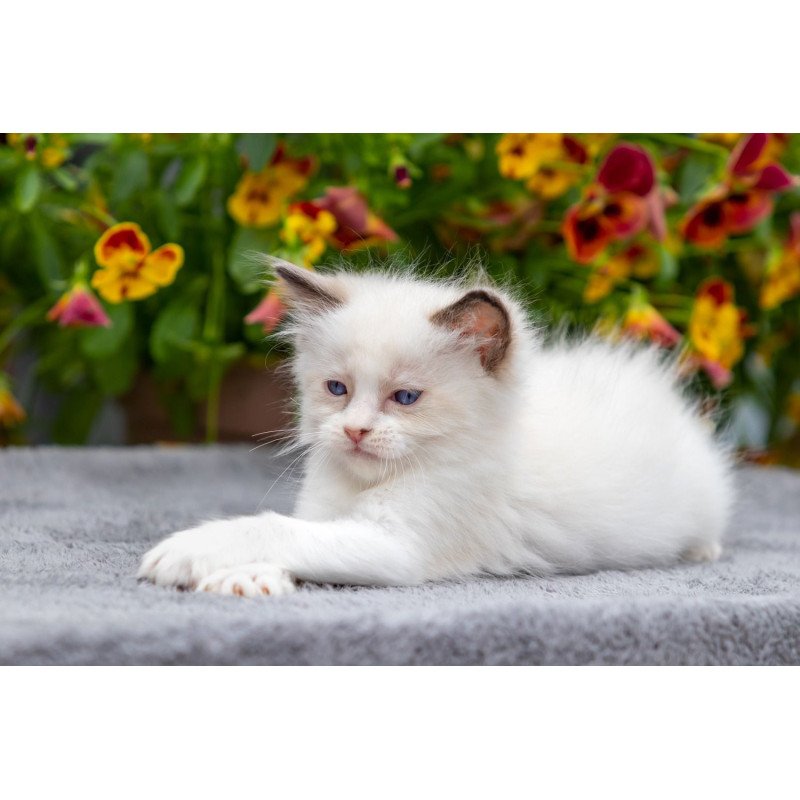 Ragdoll NOV Newton