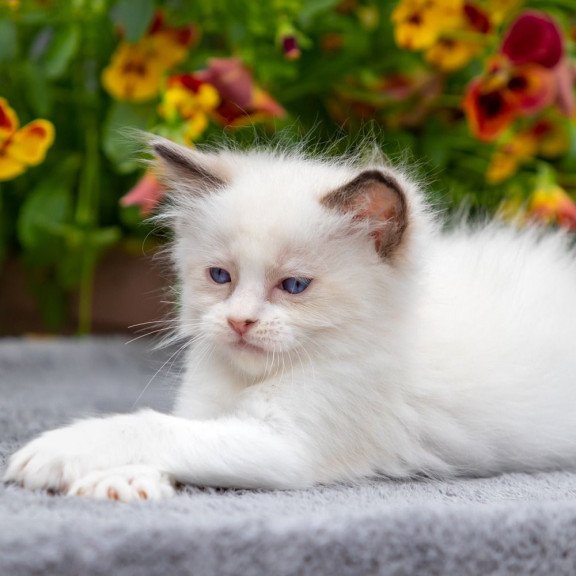 Ragdoll NOV Newton