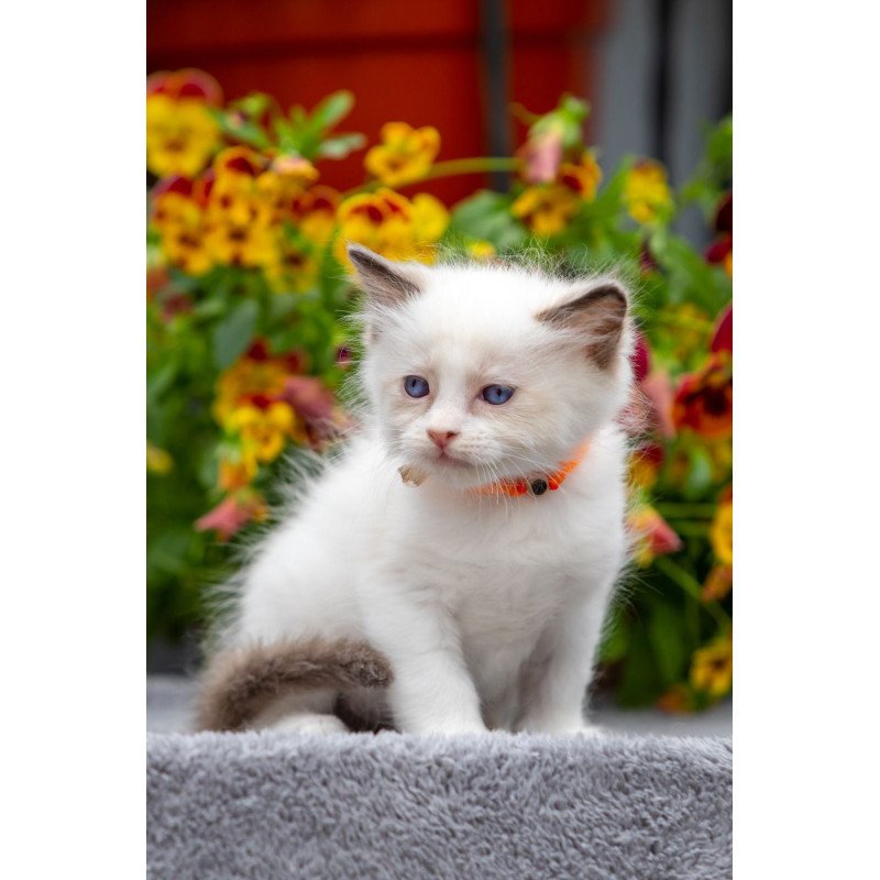 Ragdoll NOV Newton