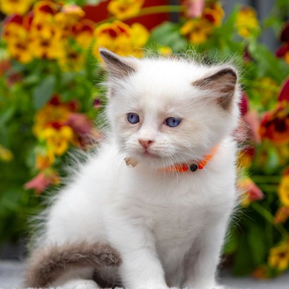 Ragdoll NOV Newton