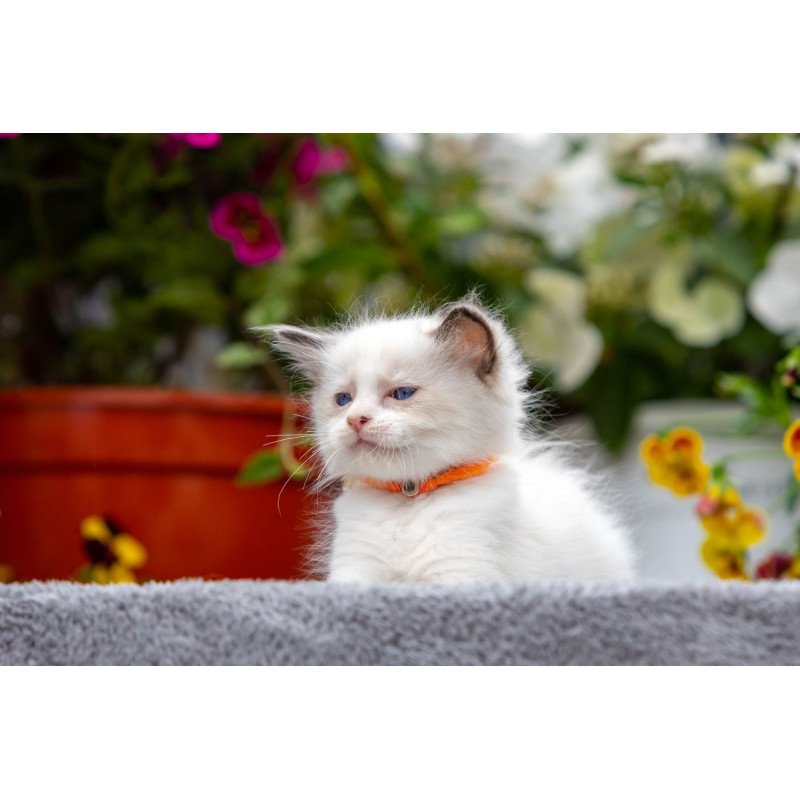 Ragdoll NOV Newton