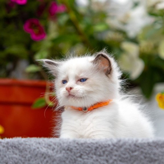 Ragdoll NOV Newton