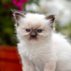 Ragdoll NOV Onix
