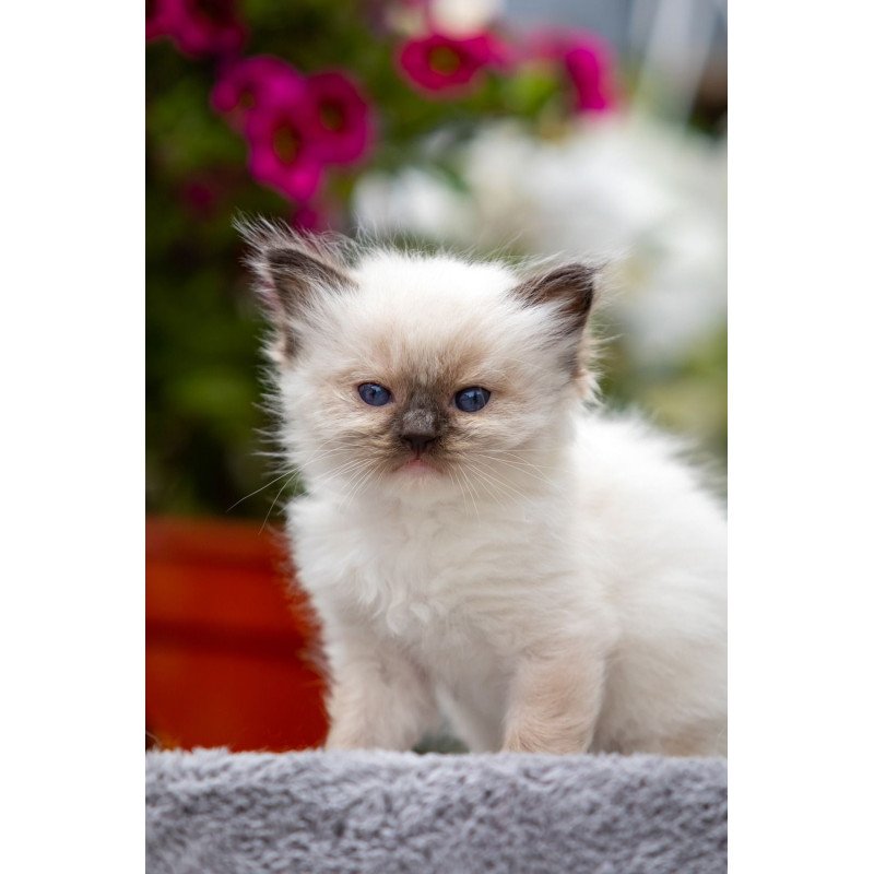 Ragdoll NOV Onix