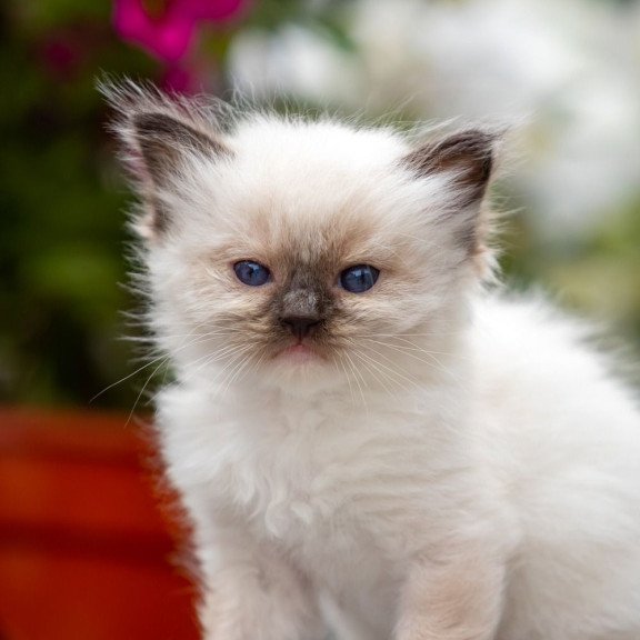 Ragdoll NOV Onix