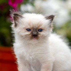 Ragdoll NOV Onix