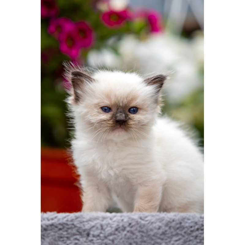Ragdoll NOV Onix