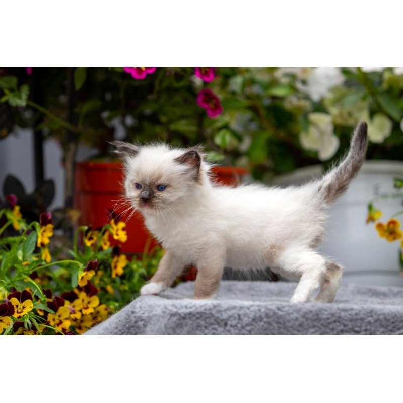 Ragdoll NOV Onix