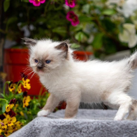 Ragdoll NOV Onix