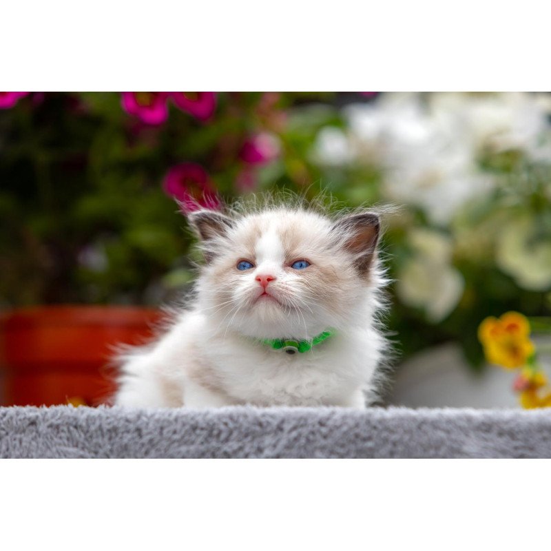 Ragdoll NOV Noy