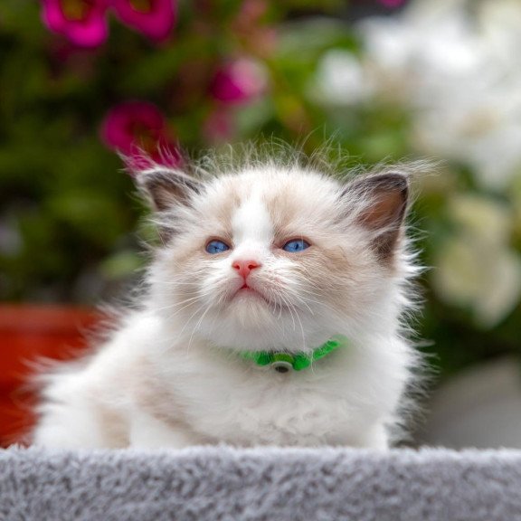 Ragdoll NOV Noy