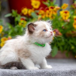 Ragdoll NOV Noy