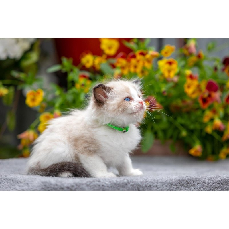 Ragdoll NOV Noy