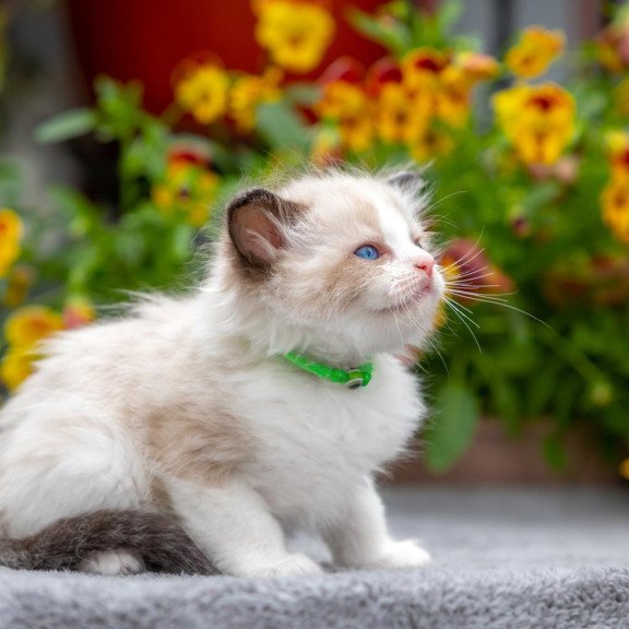 Ragdoll NOV Noy
