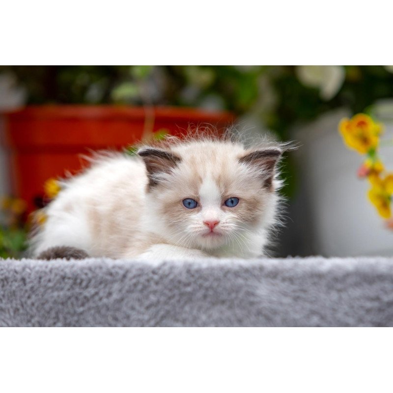 Ragdoll NOV Noy