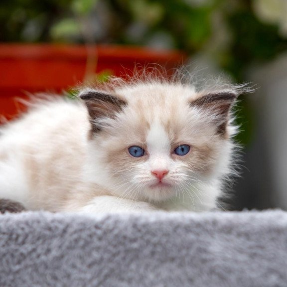 Ragdoll NOV Noy