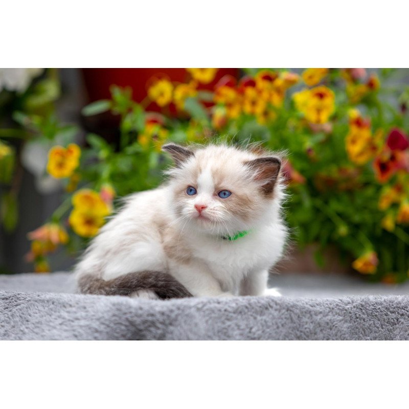 Ragdoll NOV Noy
