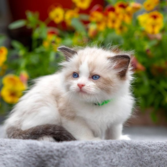 Ragdoll NOV Noy