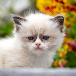 Ragdoll NOV Odry