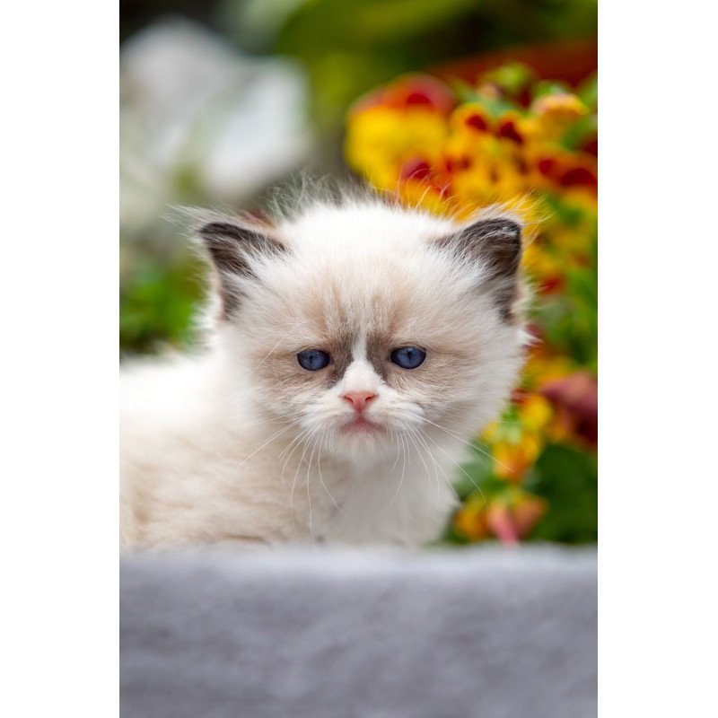 Ragdoll NOV Odry